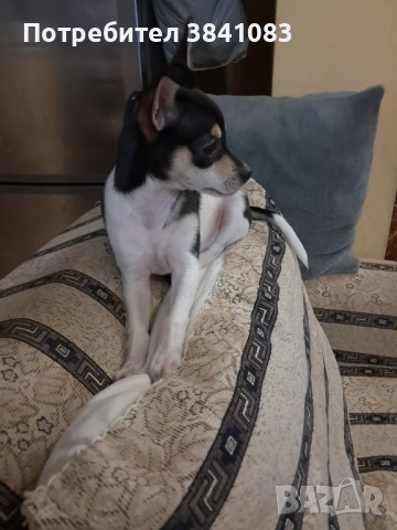 Чихупинчер на 3 месеца 