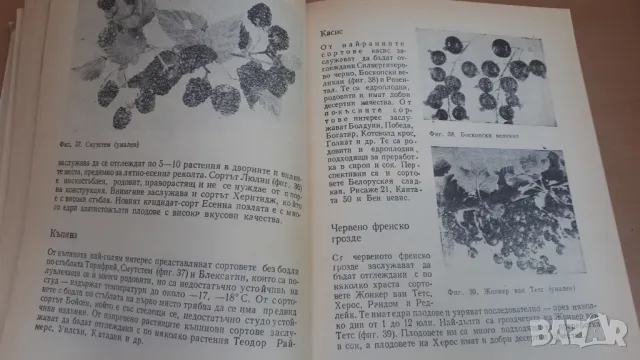 Дворна Градина - М. Ников, М. Алипиева, В. Ангелов, Л. Христов, снимка 7 - Специализирана литература - 47053873