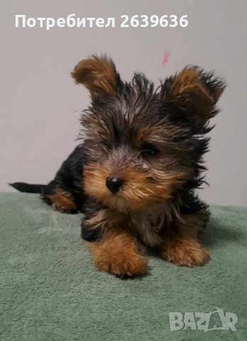 Мини йорки женско 2 месеца, снимка 2 - Йоркширски териер - 53147808