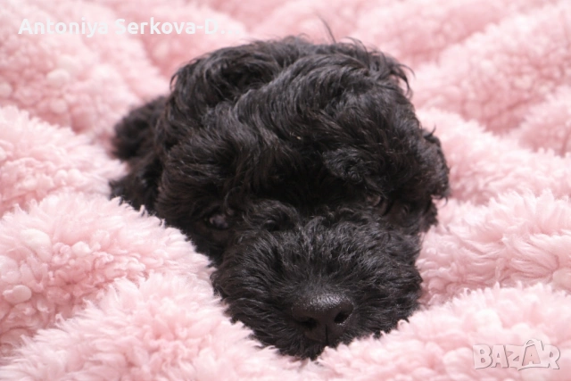 Poodle mini/Пудел мини, снимка 2 - Пудели - 53672823