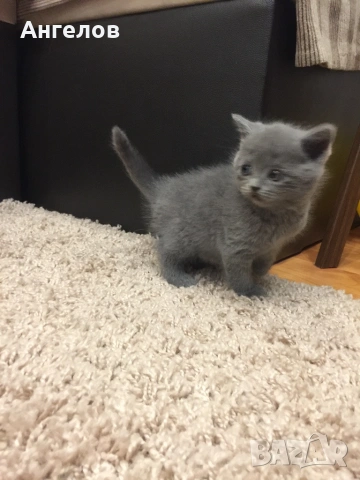 Британска късокосместа, снимка 3 - Британска късокосместа - 53886147