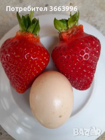 Продавам елитен разсад ягоди и малини , снимка 16 - Разсади - 39922116