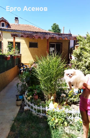 Мини померан за разплод с тегло 1.500кг., снимка 6 - Померан - 50820669