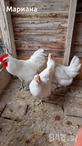 Оплодени яйца от синьо и бяло брезе!