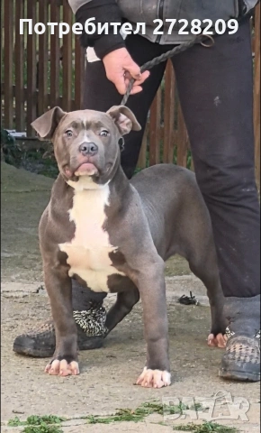 Американско Були Хл/American Bully XL , снимка 7 - Питбул - 53614865