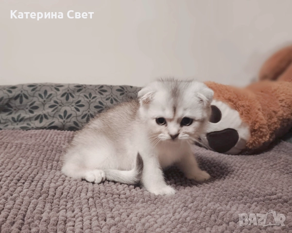 Чистокръвен шотландски клепоух, мъжко 3 месеца , снимка 2 - Британска късокосместа - 52446026