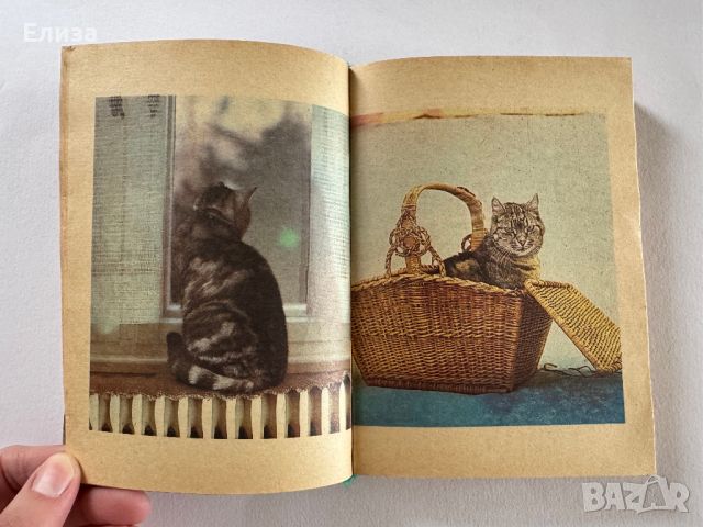 Советы любителям кошек, снимка 9 - Енциклопедии, справочници - 45608144