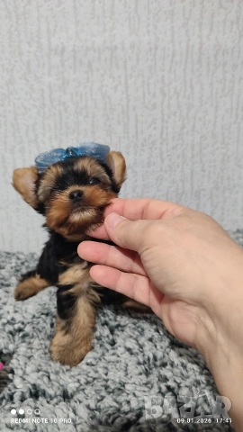 Мини йоркширски териер , снимка 3 - Йоркширски териер - 53051089