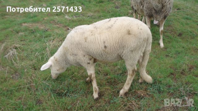 мъжко агне, снимка 1 - Овце - 45240021