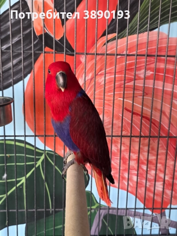 Женски еклектус , снимка 3 - Папагали - 52262485