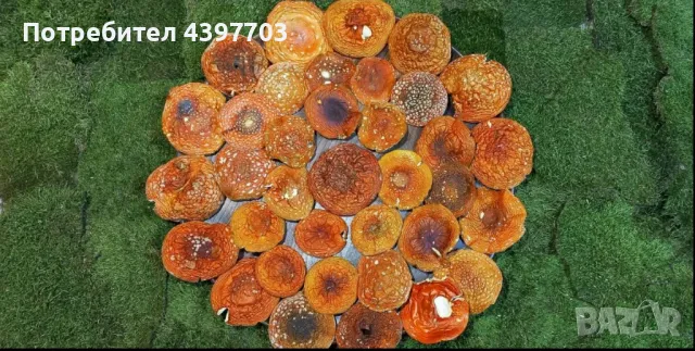 Червена мухоморка (Amanita muscaria), снимка 3 - Хранителни добавки - 49248842