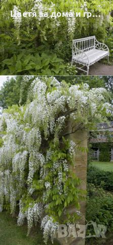 WISTERIA SINENSIS  (Китайска Вистерия - Глициния), снимка 3 - Разсади - 46652561