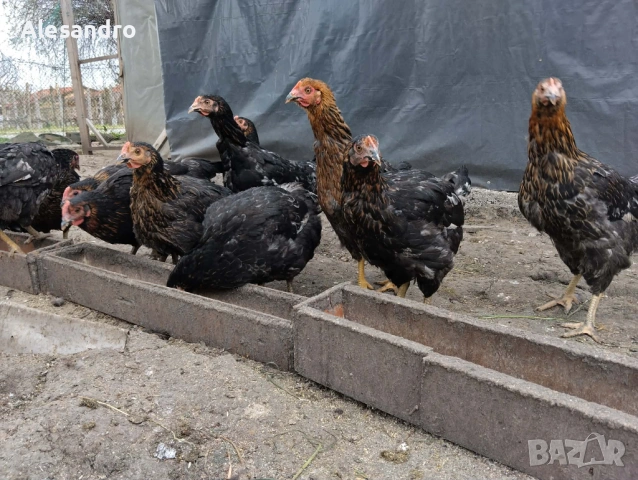 Ярки Супер Харко, снимка 4 - Кокошки и пуйки - 54188284