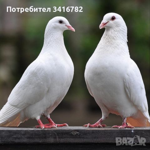 Бели гълъби за свадба, снимка 1 - Гълъби - 46746880