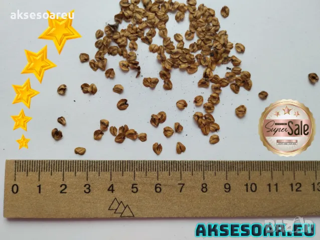 15 x семена гигантска секвоя мамутово дърво sequoiadendron giganteum за декорация на двора, снимка 6 - Сортови семена и луковици - 49826111