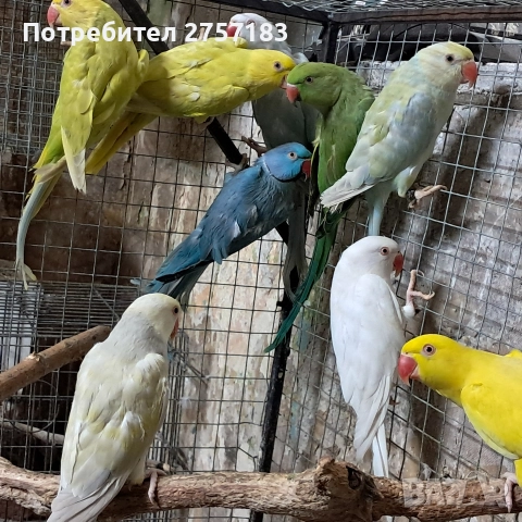 продавам папагали малак александар, снимка 9 - Папагали - 52876716