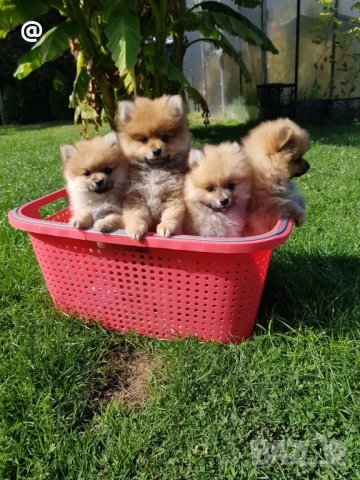 Померан померани Гр. София, снимка 12 - Померан - 51952079