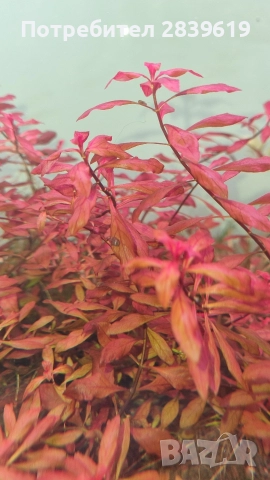 червени растения за аквариум , снимка 2 - Аквариуми - 52712023