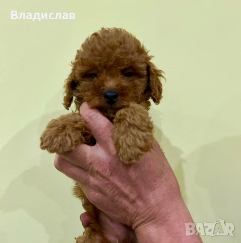 Той пудел / мини пудел, снимка 4 - Пудели - 51355418