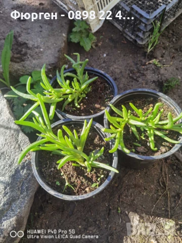  Делосперма лилава / Delosperma Cooperi table mountain / Налични 3 цвята, снимка 9 - Разсади - 49967255