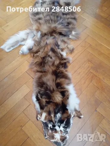 Продавам кожа от дива котка., снимка 2 - Други - 49261339