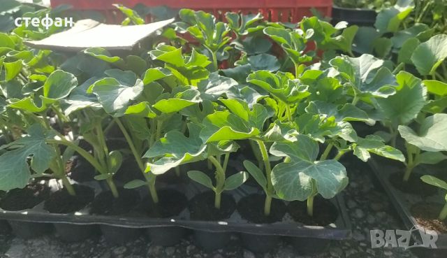 Продавам разсад домати краставици пипер и др, снимка 1 - Градински цветя и растения - 46111436