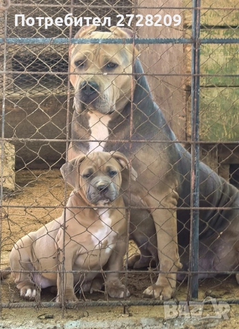 Американско Були ХЛ/ American Bully XL, снимка 2 - Питбул - 51410382
