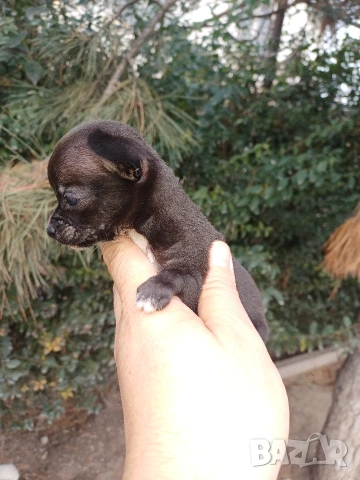 Мини чихуахуа , снимка 4 - Чихуахуа - 53086019