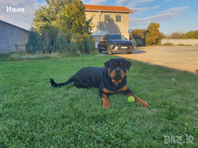 Ротвайлер за разплод, снимка 7 - Ротвайлер - 53155952