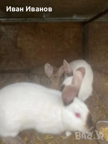 Зайци , снимка 6 - За селскостопански - 49756517