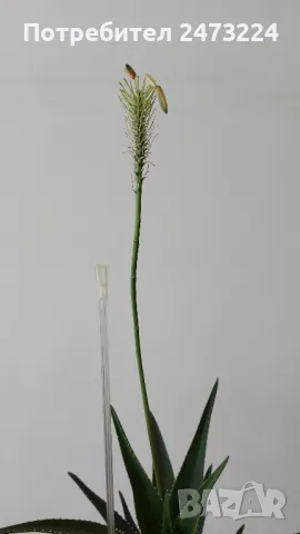 Алое вера, различни големини и суколентни , снимка 3 - Стайни растения - 40913397