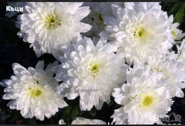 Хризантема бяло. 