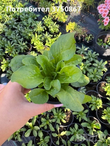 ❤️☀️❤️ Парички/Bellis/Tasso, снимка 6 - Градински цветя и растения - 52084828