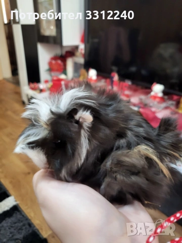 Морски свинчета, снимка 6 - Морски свинчета - 53930904