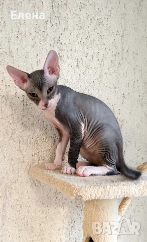 Донски Сфинкс момченце с родословие, снимка 7 - Сфинксове - 52320501