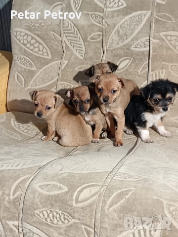 мини чиху пинчер , снимка 8 - Пинчер - 52813031