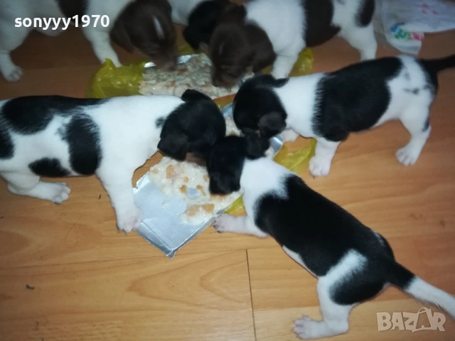 JACK RUSSELL-БЕБЕТА ДЖАК РЪСЕЛ 1609250639, снимка 9 - Джак ръсел териер - 51727864