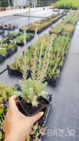 Седум „Син Смърч“, Sedum „Blue Spruce“, снимка 16 - Градински цветя и растения - 50843696