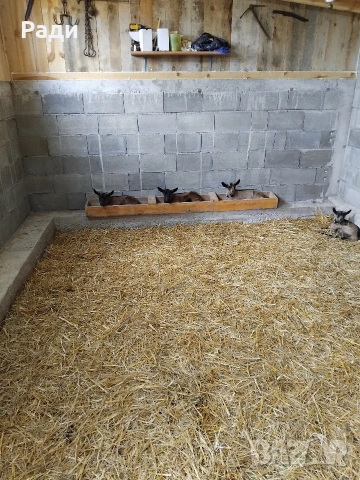 Продавам мъжки ярета френски алпин , снимка 15 - Други - 49669117