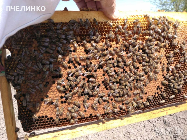 Малки пчелни семейства на 4 рамки, снимка 3 - За пчели - 53884338