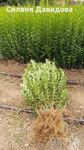 0.70лв. Лигуструм , снимка 8 - Други - 51886291