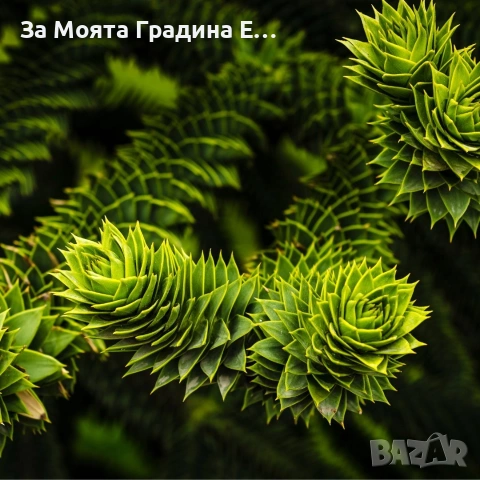 Араукария, снимка 8 - Градински цветя и растения - 53743750