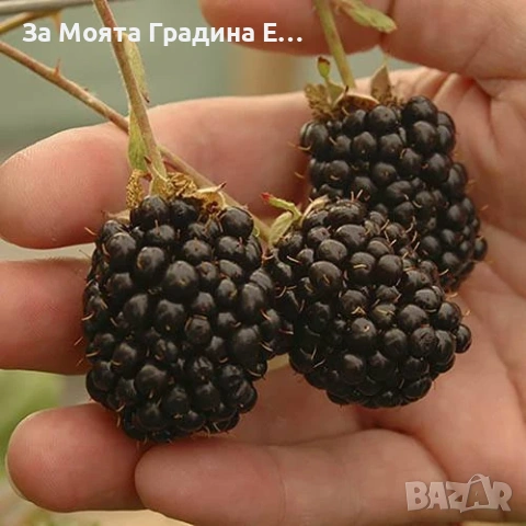 Къпина Рубен ремонтантна, снимка 4 - Разсади - 54031773