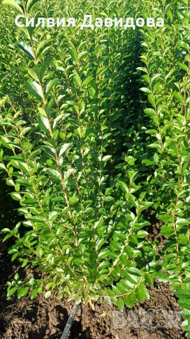 0.70лв. Лигуструм на гол корен, снимка 9 - Градински цветя и растения - 52189521