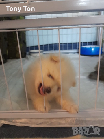 Померански шпиц , снимка 5 - Померан - 53939083