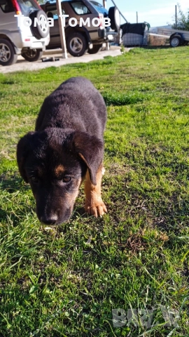 Подарявам гончета 2 броя на 2 месеца и половина., снимка 2 - Гонче - 52514067