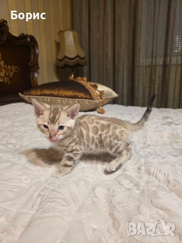 Бенгалско коте, снимка 4 - Бенгалски - 40146006