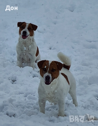 Джак Ръсел Териер 🐾, снимка 10 - Джак ръсел териер - 52631603