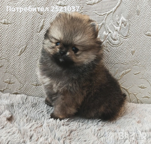 Мини померанчета момиченца и момченца, снимка 4 - Померан - 53174536