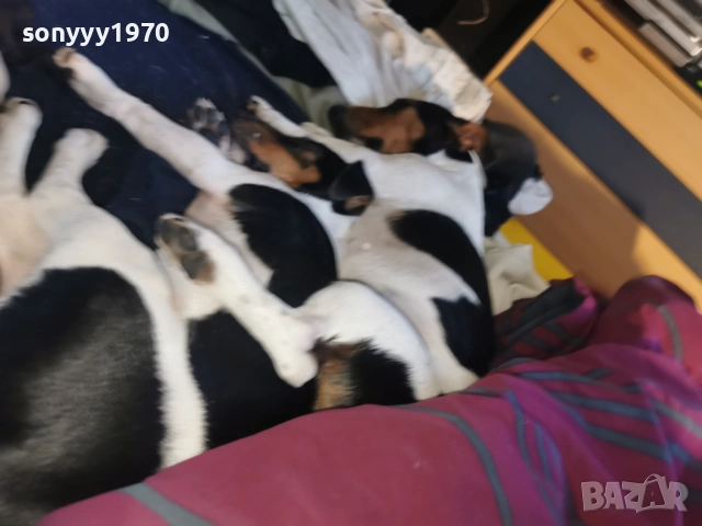 джак ръсел-куче 1бр 1501261713, снимка 11 - Джак ръсел териер - 53112030